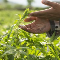 Farmer checking healthy of crop plant by hand at farm field